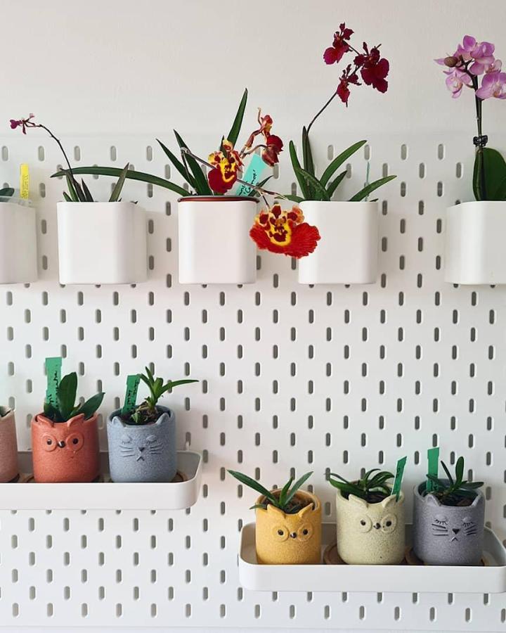 White pegboard displaying colorful orchids and succulents in cute animal-shaped felt planters from @oneorchidaday.