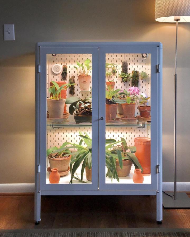 Blue cabinet greenhouse display from @brandons_orchids. Multiple plants arranged on white pegboard shelving system.