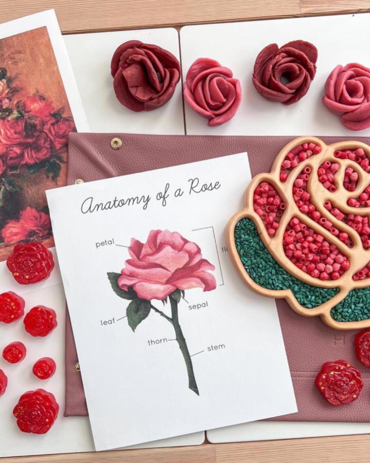 Red and green bead-filled wooden rose tray with clay roses and botanical rose anatomy print from @bigideasbrightminds for ikea flisat sensory table ideas tactile learning.