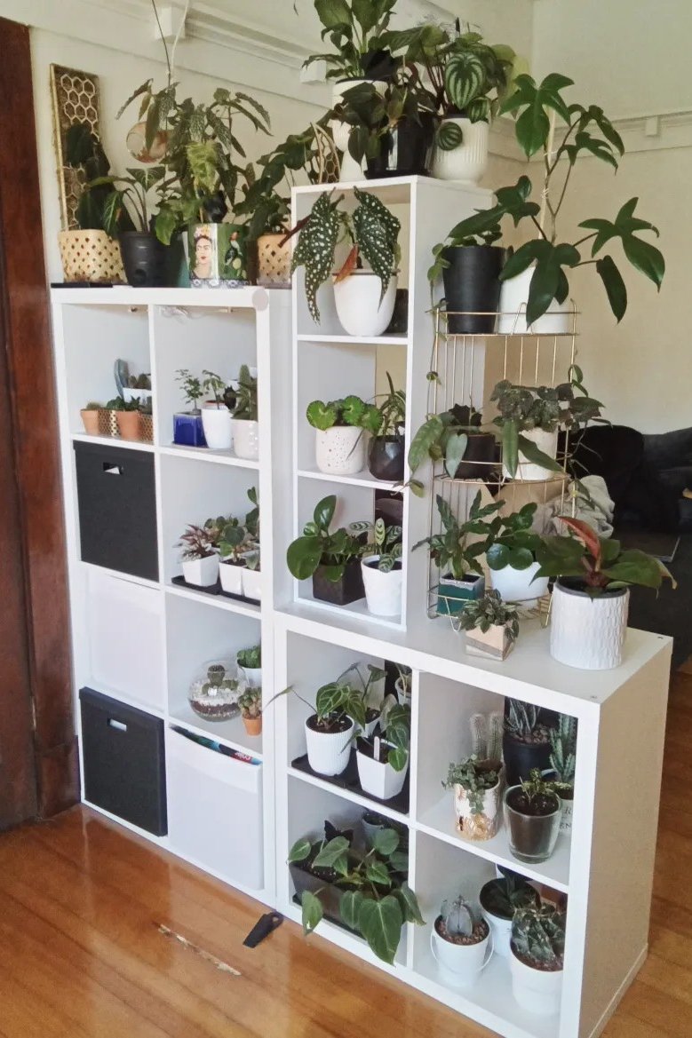 IKEA KALLAX plant divider with open cubbies, showing a creative room-separating shelf arrangement